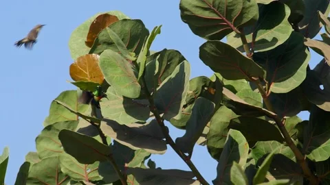 Beautiful sunbird flying between branches and leaves, slow motion Video stock 208940293