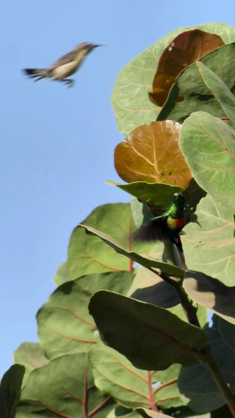 Beautiful sunbird flying between branches and leaves, slow motion Stock Footage 230689320