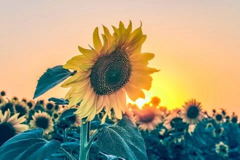 Beautiful sunflower against the evening field at sunset Stock Photos