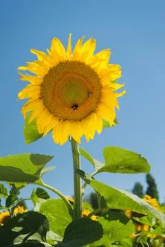 Beautiful sunflower against the sky Stock Photos