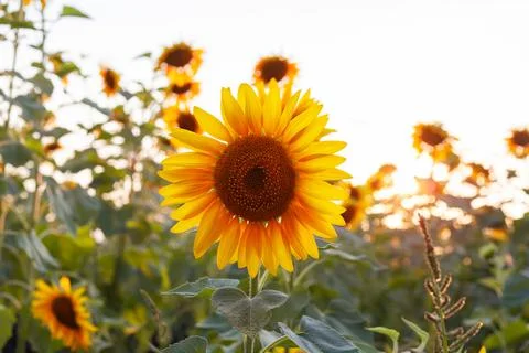 Beautiful sunflower backlit by the rays of the setting sun. Stock Photos