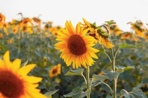 Beautiful sunflower backlit by the rays of the setting sun. Stock Photos