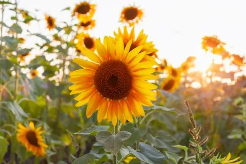 Beautiful sunflower backlit by the rays of the setting sun. Stock Photos