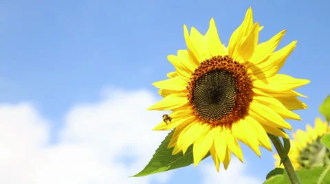 Beautiful sunflower with a bee in front of an blue sky Video stock 30404731