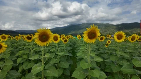 Beautiful sunflower blooming at field on cloudy day. Vídeo Stock 293660128