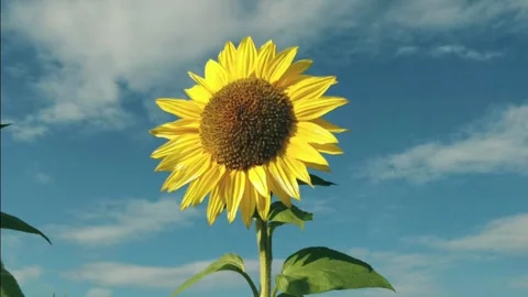 Beautiful Sunflower in a Blue Sky with Clouds Stock Footage 327198244
