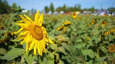 Beautiful sunflower in a field of dying sunflowers in summer Stock Footage