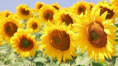 Beautiful Sunflower Field Video stock 60007945