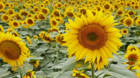 Beautiful sunflower field Stock Footage 79136550