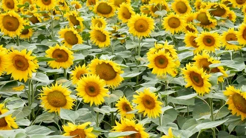 Beautiful sunflower field Stock Footage 79136551