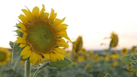 Beautiful sunflower in the field Stock Footage 79742998