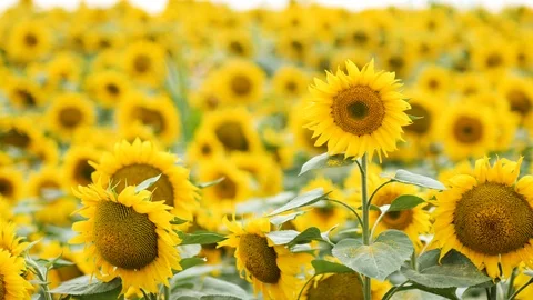 Beautiful sunflower field Stock Footage 85487439