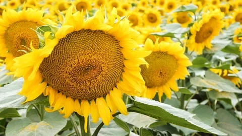 Beautiful sunflower field Stock Footage 89846464