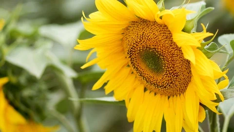 Beautiful sunflower field Stock Footage 92092653