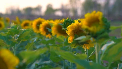 Beautiful sunflower field in garden on sunset background Stock Footage 125934412