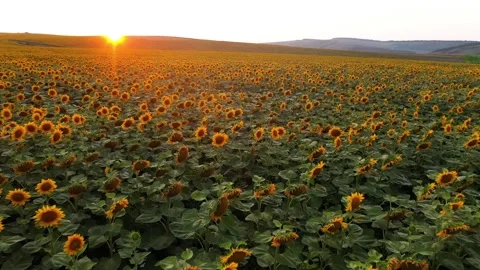 Beautiful sunflower field in magic sunset light - aerial view. Stock Footage 137439168