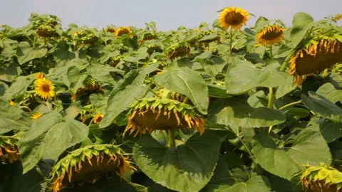 Beautiful sunflower field in summer. Stock Footage 259692020