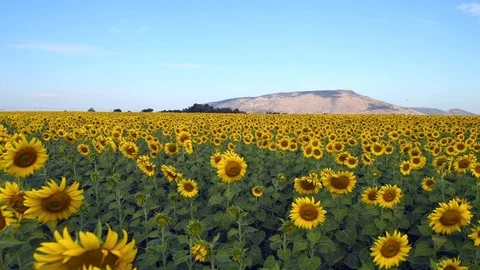 Beautiful sunflower field on summer. pan motion Stock Footage 120894341