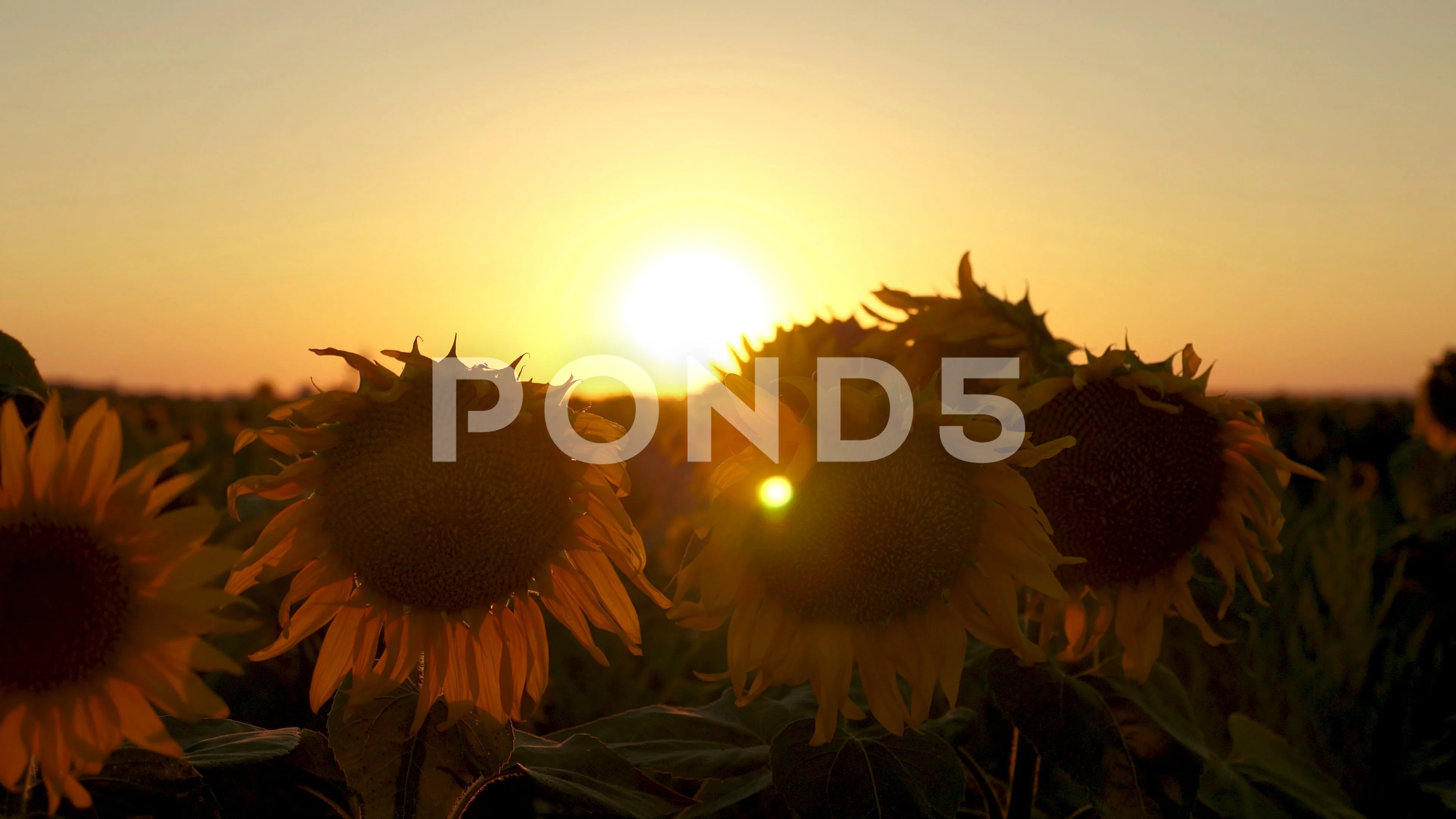 Beautiful Sunflower Flowers In A Field I Stock Video Pond5