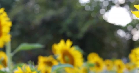 Beautiful sunflower Stock Footage 82451630