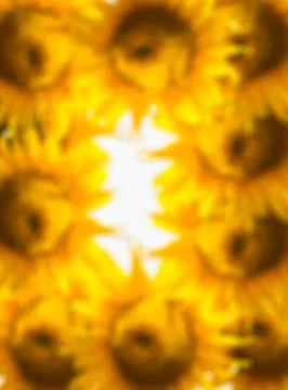Beautiful sunflower in frame Stock Photos