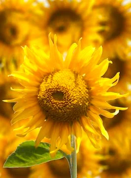 Beautiful sunflower in frame 写真素材