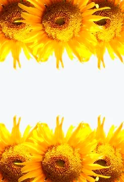 Beautiful sunflower in frame Stock Photos