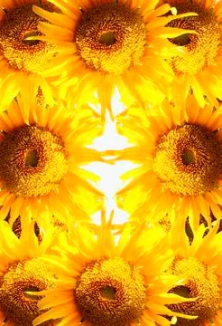 Beautiful sunflower in frame Foto stock