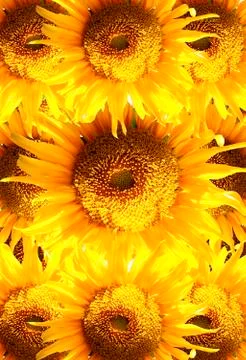 Beautiful sunflower in frame Stock Photos