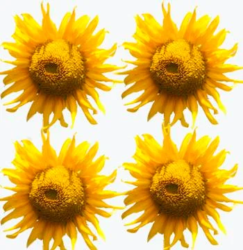 Beautiful sunflower in frame Stock Photos