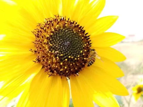 Beautiful Sunflower with honey bee Stock Photos