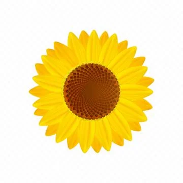 Beautiful sunflower. Stock Illustration