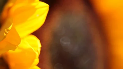 Beautiful sunflower macro on the wind Stock Footage 113197120