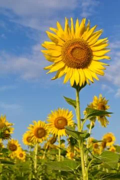 Beautiful sunflower Stock Photos