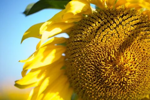 Beautiful sunflower Stock Photos