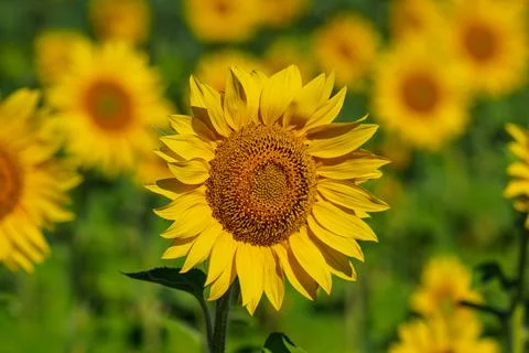 Beautiful sunflower Stock Photos