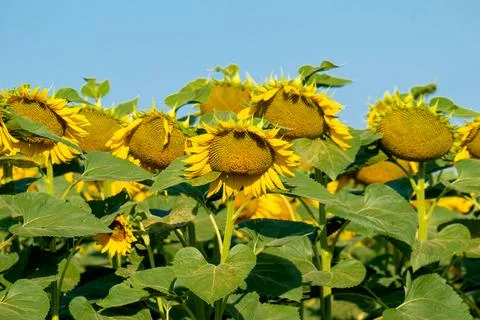 Beautiful sunflower Fotos de archivo