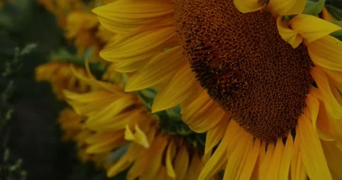 Beautiful sunflower. Selective focus. High quality photo. Stock Footage