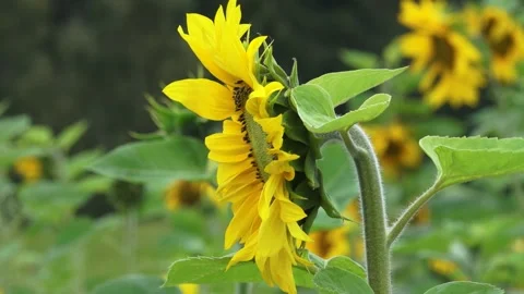 Beautiful sunflower from the side Stock Footage 159065110