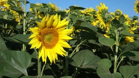 Beautiful sunflower sways in the wind on the background of a field of sunflowers Stock Footage 135990073