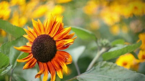 Beautiful sunflower in the wind 스톡 동영상 61383683