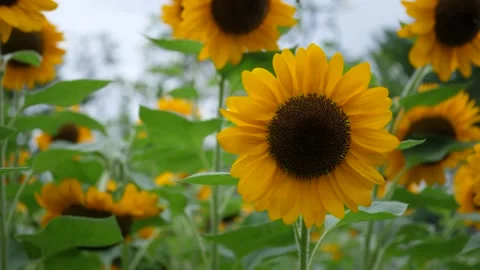 Beautiful sunflower in the wind Stock Footage 160559081