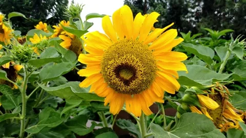 Beautiful sunflower on a windy day Stock Footage 243192044