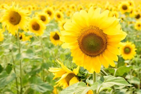 Beautiful sunflowers blooming on the field Stock Photos