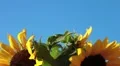 Beautiful sunflowers on blue sky HD Footage
