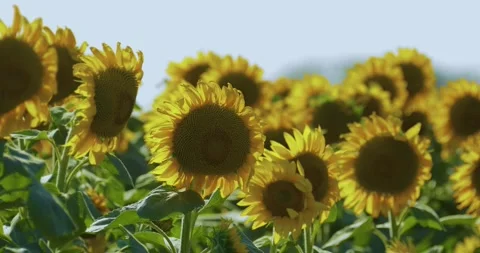 Beautiful sunflowers develop along the road from the wind. Stock Footage 246013355