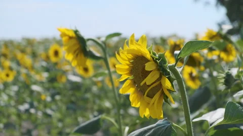 Beautiful sunflowers develop in very strong winds. field of bright yellow Stock Footage 158068852