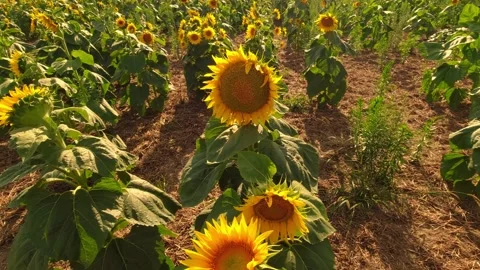 Beautiful sunflowers at the evening sunset and golden hour. Wide view of wi.. Stock Footage 226681053