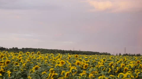 Beautiful sunflowers in the field Stock Footage 63508719