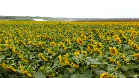 Beautiful sunflowers in the field 库存影片 237383767